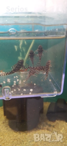 Сомчета , снимка 2 - Рибки - 53724544