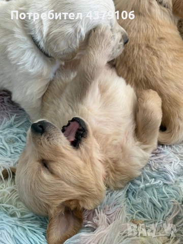 Голдън ретривър момче родословен баща, снимка 3 - Голдън ретривър - 52909387