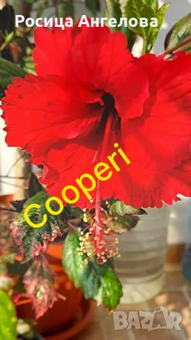 Червенолостен хибискус Coopery, снимка 1