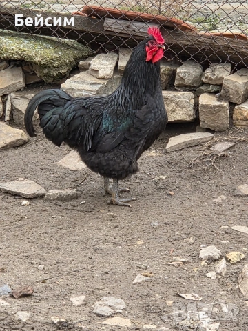 Петли Австралорп, снимка 3 - Кокошки и пуйки - 53294858