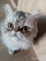 Персийски котенца, снимка 3