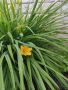 Хамерокалис, снимка 1 - Градински цветя и растения - 45658304