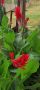 Продавам Кана червена , снимка 1 - Градински цветя и растения - 45090566