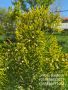 Източна туя „Златиста“ (Thuja orientalis Aurea Pyramidalis), снимка 1 - Градински цветя и растения - 45301987