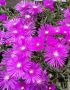 Делосперма Цикламена, снимка 1 - Градински цветя и растения - 45448784
