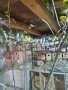 Продавам Вълнисти папагали , снимка 3