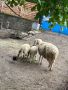 Овца с 2 мъжки агнета , снимка 3