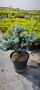 Кълбовиден сребрист смърч , снимка 1 - Градински цветя и растения - 45387627