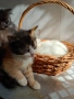 Подарявам малки котенца полуперсийчета с хигиенни навици., снимка 4