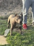 Чистокръвен Питбул Blue nose за разплод, снимка 3