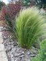 Декоративна трева Стипа /Stipa Tenuissima/, снимка 1 - Градински цветя и растения - 44744395