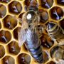 Пчелни отводки, снимка 1 - Други животни - 45631032