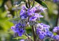 Дърво на целомъдрието (Vitex agnus castus) АВРАМОВО ДЪРВО, ВИТЕКС АГНУС КАСТУС, снимка 4