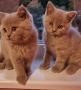Мъжки Британски късокосмести котета, снимка 1 - Британска късокосместа - 45405483