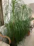ПОДАРЯВАМ НОЛИНА вис. 180 см, снимка 2