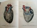 Атлас анатомии Человека  Том 4- В.Воробьев,Р..Синельников -1948г., снимка 5