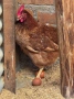 Кокошки ломан браун, снимка 2