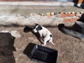 уникални кученца подарявам!, снимка 2
