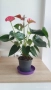 Антуриум , снимка 5