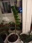 Алое,фикус,замиокулкас, драцена и др, снимка 10