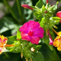  Съмни - мръкни,Мирабилис или Нощна красавица , снимка 2 - Градински цветя и растения - 45201466