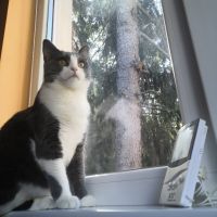 Любящи котета, снимка 9 - Британска късокосместа - 45366138