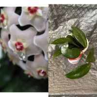 Продавам различни цветя, снимка 2 - Стайни растения - 44843070