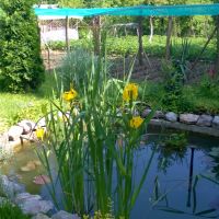 Продавам растения Жълт воден ирис, снимка 11 - Градински цветя и растения - 45382578