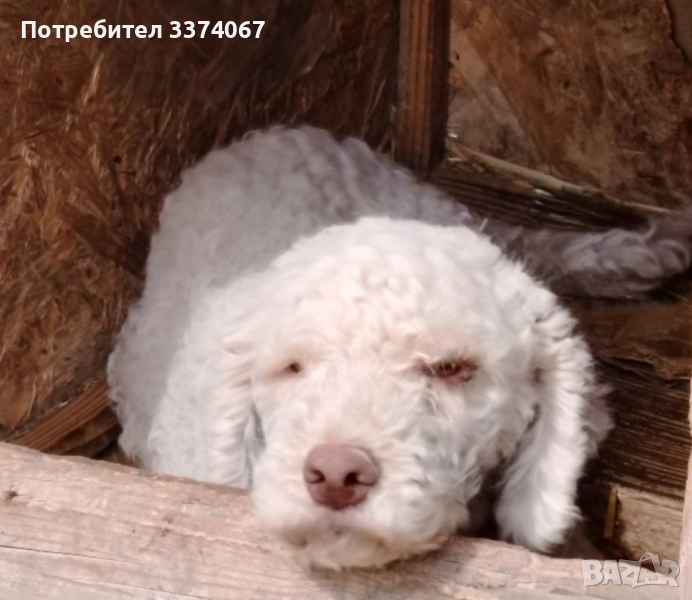 Кучета за трюфели , снимка 1