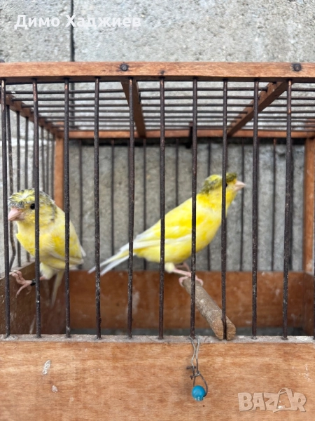 Продавам канари - канарчета , снимка 1
