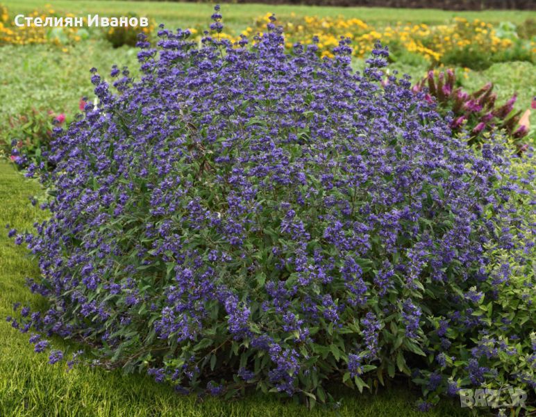 Кариоптерис, синя брада (Caryopteris x clandonensis 'Heavenly Blue'), снимка 1