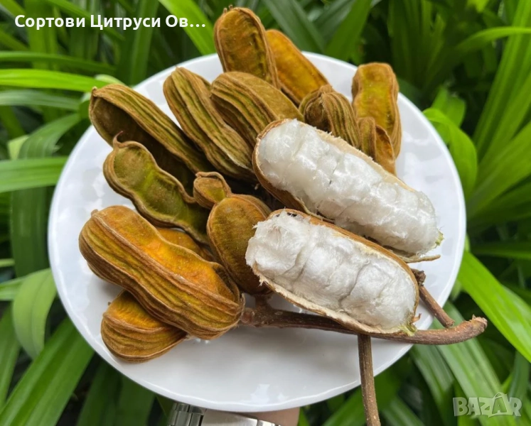 Сладоледен боб - Ice Cream Bean (Inga edulis), снимка 1