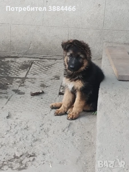 женска немска овчар, снимка 1