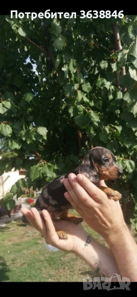 дакел мини, снимка 1