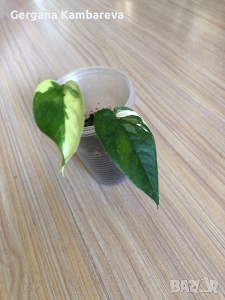 Epipremnum pinnatum Albo , снимка 1