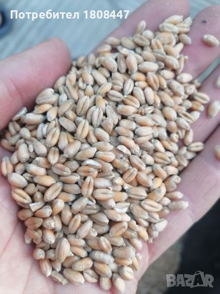 Пшеница реколта 2024г, снимка 1