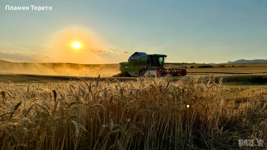 Продавам Пшеница, Просо, Слънчоглед и Леща - реколта 2025, снимка 1