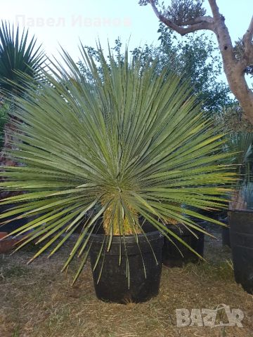 YUCCA ROSTRATA-ЮКА РОСТРАТА-Студоустойчива., снимка 4 - Градински цветя и растения - 46436936