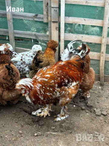 яйца от Струмски кокошки, снимка 7 - Кокошки и пуйки - 49817114