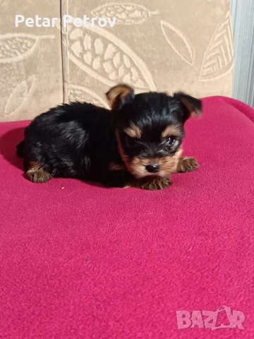 Йоркширски териер мини , снимка 8 - Йоркширски териер - 53883069