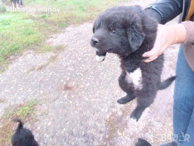 подарявам малки кученца, снимка 3 - Други - 52439926