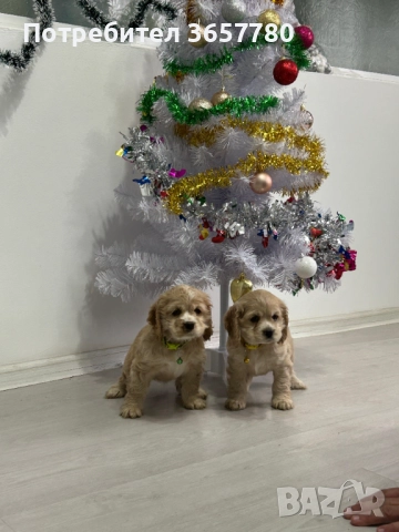 Американски кокер шпаноли, снимка 2 - Кокер шпаньол - 52794381