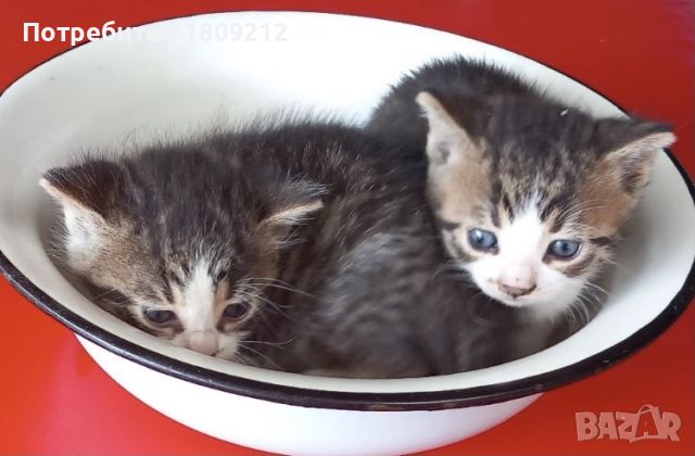 Коте. Малки котенца - родени в средата на май, снимка 1 - Други - 46057158