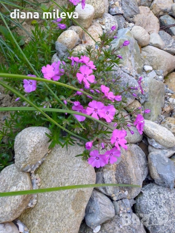 Флокс, Phlox sub. McDaniel`s Cushion, почвопокривен, многогодишен, студоустойчив, снимка 6 - Градински цветя и растения - 54127992