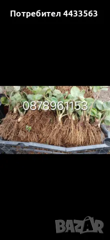 Разсад ягоди и малини , снимка 11 - Разсади - 49802437