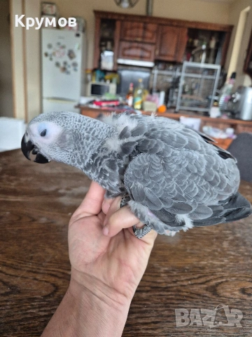 Жако налично