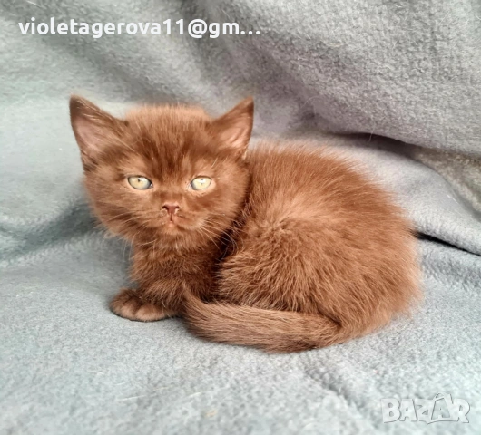 британски котки, снимка 12 - Британска късокосместа - 53479911