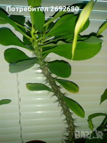 Христов венец/Исусов венец/цени в описанието , снимка 12 - Стайни растения - 48925731