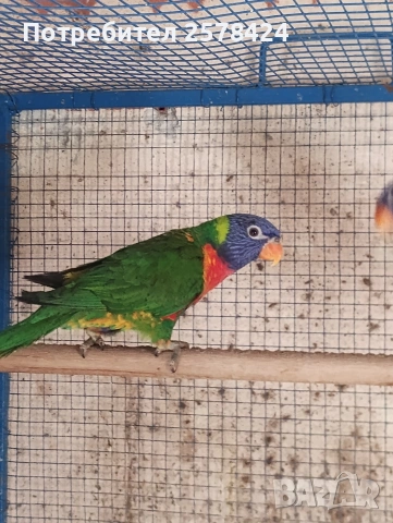 Продавам Многоцветно Лори на една година с ДНК тест за пол,папагалче то е мъжки 0879166611, снимка 2 - Папагали - 53694570