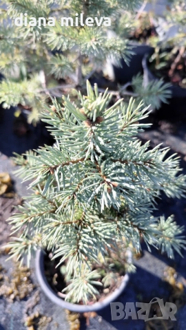 Сребрист смърч, Picea pungens 'Misty Blue', снимка 11 - Градински цветя и растения - 52436705